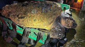 Endangered Loggerhead sea turtle rescued from Oregon beach