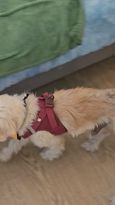 GOOD ADOPTION SATURDAY MORNING FROM MUTTVILLE, WHERE WE'VE GOT LOTS GOING ON TODAY!! 😊 | Muttville Senior Dog Rescue