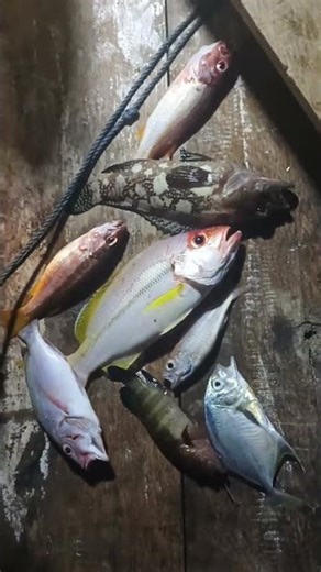 spill hasil mancing malam