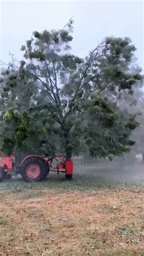 Throwback to shaking ice to save the pecan trees. This was fun to watch! | Hoffman Pecan Farm