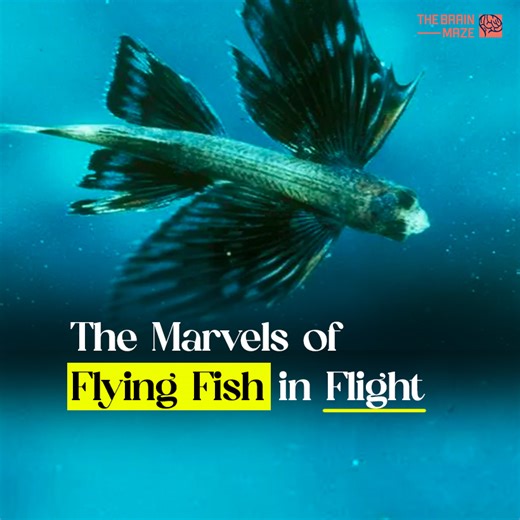 2K views · 86 reactions | Flying fish are extraordinary creatures that defy the boundaries between sea and sky. These sleek, silvery marvels are equipped with specially adapted pectoral fins that allow them to glide gracefully above the ocean's surface, escaping predators and covering impressive distances. Bursting out of the water with a burst of speed, they spread their wing-like fins and take to the air, riding the ocean breeze. | The Brain Maze | Facebook
