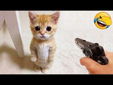 Funny Cats for Kids 😂🐾 | Silly Kitty Moments That Will Make You Laugh!