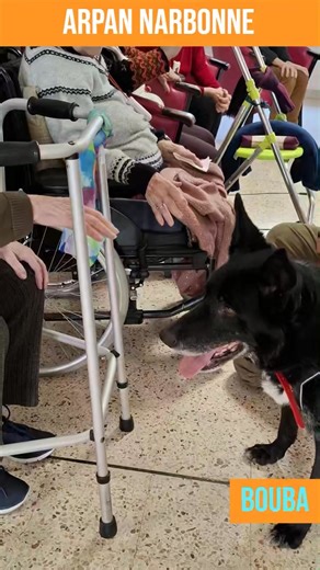 BOUBA, chien visiteur EHPAD ❤️‍🔥 Croisé berger de 11 ans, abandonné en fin d'année dernière, BOUBA déborde d'énergie et a ébouriffé ses nouveaux copains de l'EHPAD qui sont tous tombés sous le charme de ce beau ténébreux. Gourmand, aimant la voiture, les mamies, les papis, les madeleines, les friandises, les câlins et les gratouilles, BOUBA rêve de vivre une belle et active retraite au sein de la famille aimante qu'il mérite. ⚠️ Visites uniquement sur rendez-vous Narbonne 04.68.41.41.68 Port-La