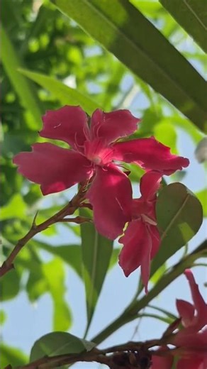 Red karen #redkaren #oleander #nerium #arali #karen #flowerslovers #flowerlove #flowershorts #flower