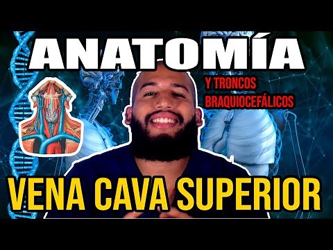 Anatomía - VENA CAVA y TRONCOS BRAQUIOCEFÁLICOS (Origen, Trayecto, Relaciones y Afluentes)