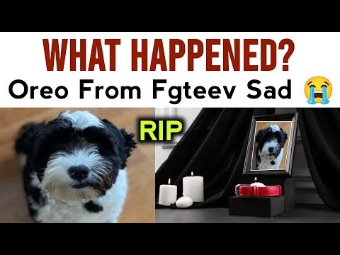 Oreo from fgteev | Oreo from FGTEEV died | fgteev Oreo news | fgteev Oreo dead