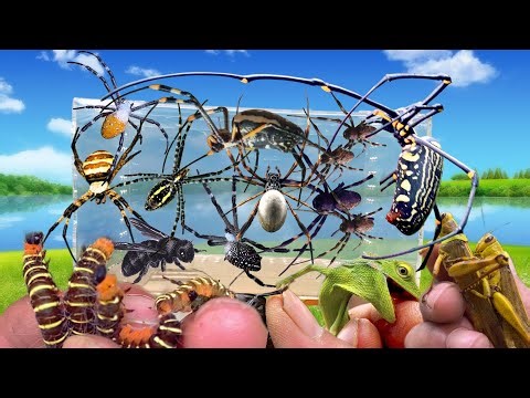 Catch Giant Golden Spiders, Orb Weaving Spiders, Cicadas, Hundreds of Poisonous Ants and Small Anima