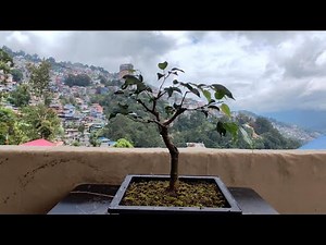 Ficus Benjamina | Root Pruning | Repotting | Branch Trimming