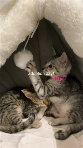 Adoption day! 🐈 #dailyvlog #minivlog #catvideos