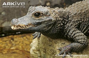 Dwarf crocodile - Alchetron, The Free Social Encyclopedia