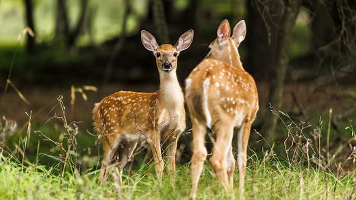 New deer hunting regulations, season dates for 2025. What hunters need to know