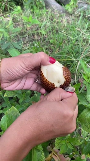 Salak Pondoh #salak