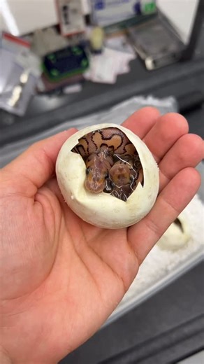 Jordan Pizzorusso | OMG TWINS! Snake snuggles 🥹! Will they come out at the same time? 2 always better then 1! Such a cool experience! . . . . . #reptiles... | Instagram