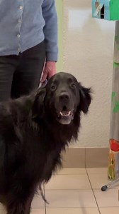 21K views · 204 reactions | Moment complètement woof de partage pour les résidents de la RA St Jacques ce vendredi après midi. Une séance de câlinothérapie avec Jazz et Nestlé  Cette action, en partenariat avec la Spa24 Bergerac et le CCAS va être reconduite dans les autres résidences tout au long de l’année. Infos  https://www.bergerac.fr/une-calinotherapie-pour-les-residents-des-residences-autonomie/ #dog #chien #bergerac | Ville de Bergerac | Facebook