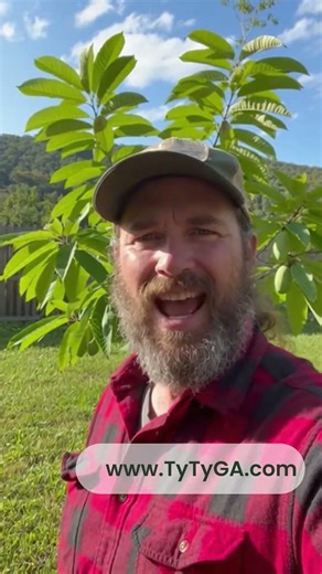 Grow Paw Paw Trees at Home | Unique Backyard Fruit from Ty Ty Nursery