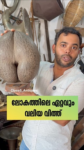 😳The world’s largest seed comes from the 😳coco de mer (Lodoicea Maldivica) ലോകത്തിലെ ഏറ്റവും വലിയ വിത്ത് കൊക്കോ ഡി മെർ (Lodoicea Maldivica) എന്ന സസ്യത്തിൽ നിന്നാണ് ലഭിക്കുന്നത്. ഇതിന് സാധാരണയായി ഉപയോഗിക്കുന്ന മറ്റ് പേരുകളാണ് സെയ്‌ഷെൽസ് ഐലൻഡ് പാം, കൊക്കോ ഫെസ്സെ, മാൽഡീവ് കോക്കനട്ട്, ലവ് നട്ട്, സെയ്‌ഷെൽസ് നട്ട്, സീ കോക്കനട്ട്, ഡബിൾ കോക്കനട്ട് എന്നിവ. കൊക്കോ ഡി മെർ വിത്തിന് വലുപ്പം മാത്രമല്ല, അതിന്റെ തനതായ രൂപവും പ്രത്യേകത നൽകുന്നു. ഇത് ഒരു ജോടി സ്ത്രീകളുടെ നിതംബം (buttocks) പോലെ തോന്നിക്കുന്ന രൂപ