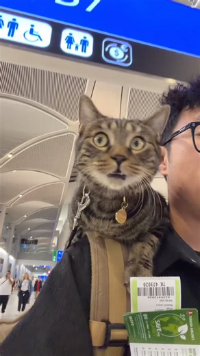 Hai Tang on Instagram: "Travel Around the World with a Cat，Venice, Italy 跟海棠在威尼斯，体验世界上唯一的水上城市（1）"