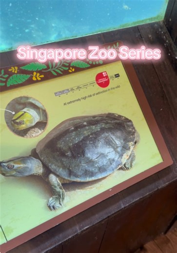 The Burmese roof turtle is a critically endangered freshwater turtle native to Myanmar. It is named for its distinctive domed shell, which has a “roof-like” appearance. This turtle prefers slow-moving rivers and streams and is mainly herbivorous. Due to habitat destruction, hunting, and illegal collection, its population in the wild is extremely low, making conservation programs vital for its survival. #zoo #wildlife #turtle #singapore #education