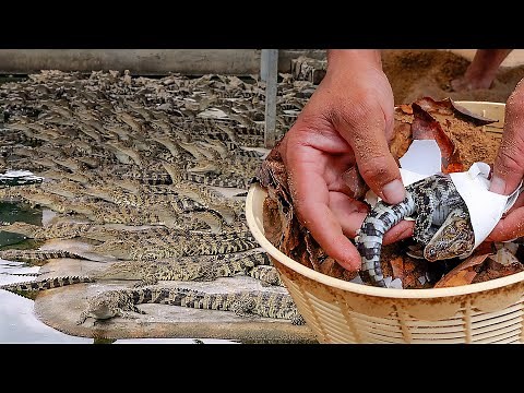 How to Hatch Crocodile Eggs in Sand - Complete Guide