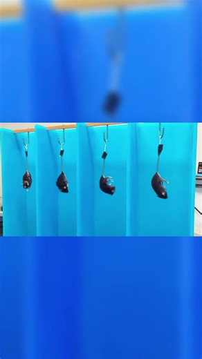 Tail Suspension Test Explained Behavioral Study for Depression Research#اكسبلور #science #education