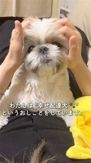 【愛犬】幸せ配達犬🐶🍥 #shorts #dog #cute #シーズー #犬のいる生活 #犬動画 #可愛い #小型犬