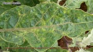 Tobacco Mosaic Virus | Introduction and Control. Watch this video. | Plants Health