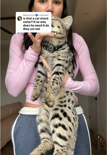 Savannah Cats: Traits, Care, and Fun Facts