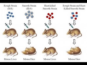 Griffith's experiment; The transforming principle (DNA)