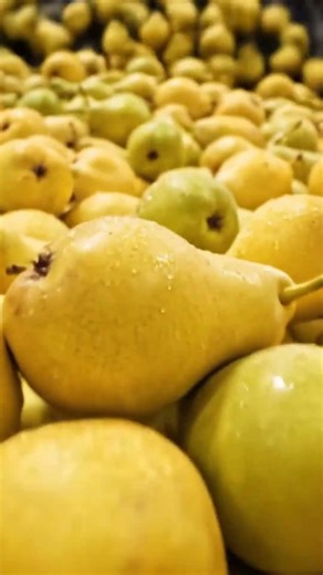 Inside a Modern Pear Factory #shorts