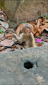 Lily small baby try to stay close to mom and steal milk getting | Nature Life