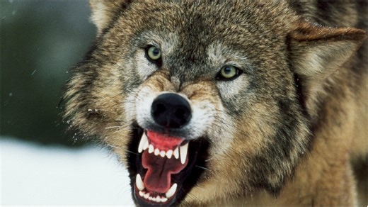 Elk Fights Off Wolves In Video That Will Leave You Shocked: WATCH