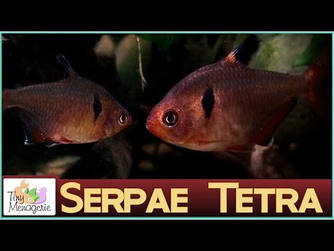 All About Serpae Tetra: The Not So Good Beginner Fish