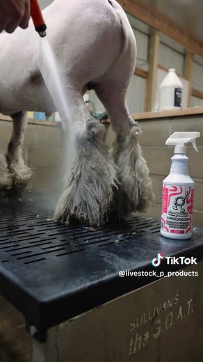 How to Get Started with Show Livestock