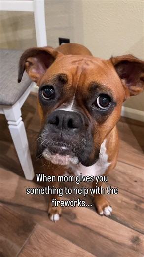 Feeling Better Already: Boxer Dog Fourth of July Relief