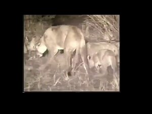 National Geographic - VHS Ajánlók a "A Sötétség Oroszlánjai"-ból