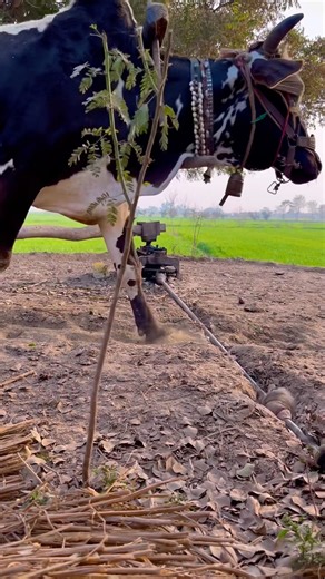 Old Man Working On Chuffing Cutter Machine #shortvideo #grasscuttingmachine #viralshorts