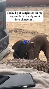 Funny Dog Moments 😂😂 ........................................... DM for credits or removal Note: We do not own any rights for these videos. ©All rights go to the respective owners - no copyright infringement intended. If you're the owner of the video and you don't wish it to be on our page, please contact us via DM for a removal | DailyMore