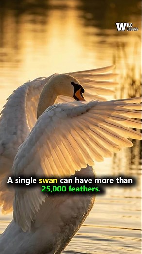 A single swan can have more than 25,000 feathers keeping it warm and elegant through icy waters and long flights. #fblifestyle #WildWonders #AnimalFacts #NatureSecret | Wild Wonders