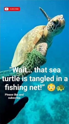 Sea Turtle Trapped in Fishing Net… Ocean Rescue! 🐢😱 #wildlife #wildliferescue #animals