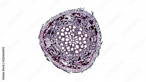 rootage cotton - cross section cut under the microscope – microscopic view of plant cells for botanic education