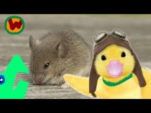 Wonder Pets Commentary 2: Save the Mouse