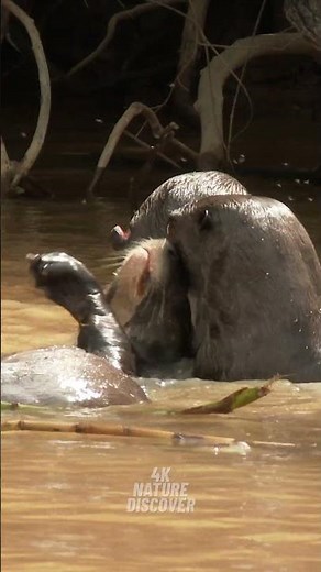 The Amazing Amazone Rainforest | 4K Free Documentary Nature
