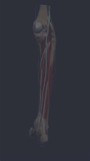 🦶 Which nerves control the ankle and foot? Watch this quick video to see their key innervations! 📚 Want to master foot anatomy? Explore the full course here: Exploring Foot Anatomy (https://members.physio-pedia.com/learn/exploring-foot-anatomy-promopage/) #FootAnatomy #AnkleNerves #Physiotherapy #Rehabilitation #HealthcareEducation | Physiopedia