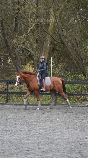 Shila Vestmark on Instagram: "Nu vil vi godt snart bede om lidt vintervejr tak 🤞🏼❄️ Vi er ved at være trætte af regn, mudder og blæst 🌧️💩 Det er sundt for hestene at lære at gå ude i al slags vejr.. Men NU har vi lært at gå i regn og blæst🤣 så nu vil vi godt bede om frost og sne ❄️☃️ Her er det Quincy, som selvom det stormede da vi filmede, gav en super god tur. Det gør han faktisk altid. Han er virkelig en guttermand og som smeden siger når hun skoer ham; alle heste burde være som Quincy �
