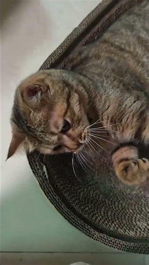Dragon Li Cat DOMINATES Owner's Fingers in Intense Play Fight! 🐱👊