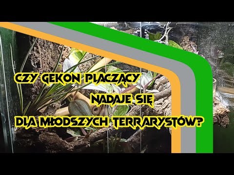 Lepidodactylus lugubris is it a good idea for young terrarium keepers?