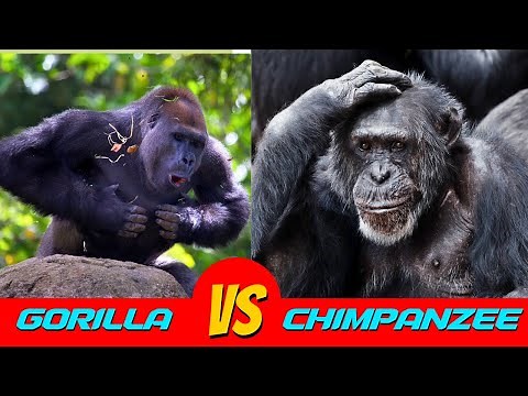 Gorilla vs. Chimpanzee Face-Off! Which Ape Will Win?