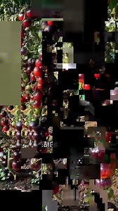 6.9K views · 61 reactions | Amazing tomato farming | Agriculture Technology | Facebook