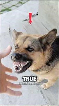 Top 5 Most Powerful Working Dog Breeds in the World