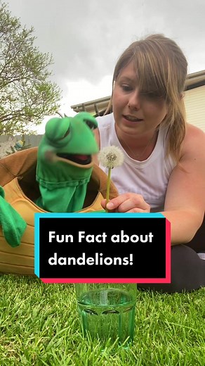 MIND.BLOWN. 🤯 #dandelion #JustVibing #funfact #LearnOnTikTok #fyp #comedy #turtle #ventriloquist